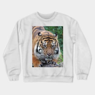 Ready To Pounce Crewneck Sweatshirt